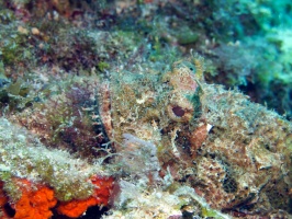 Scorpionfish again IMG 3029